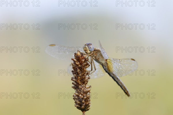 Scarlet Dragonfly (Crocothemis erythraea), female with dewdrops, North Rhine-Westphalia, Germany