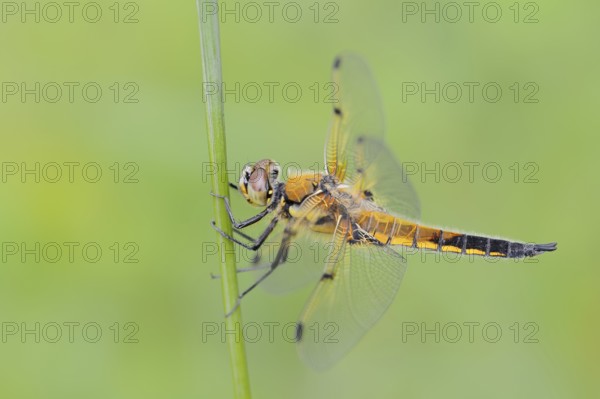 Four-spotted dragonfly (Libellula quadrimaculata), female, North Rhine-Westphalia, Germany