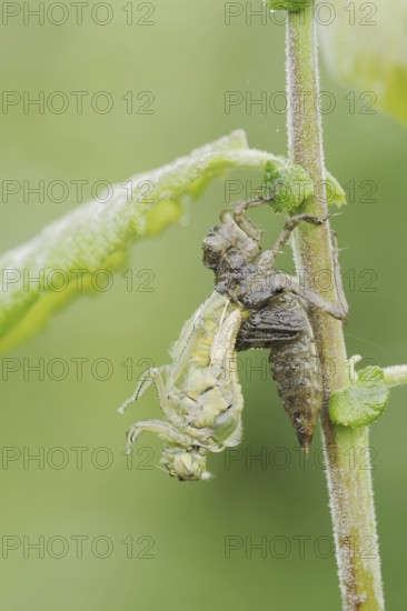 Black-tailed Skimmer (Orthetrum cancellatum), hatch, larva, dragonfly larva, North Rhine-Westphalia, Germany