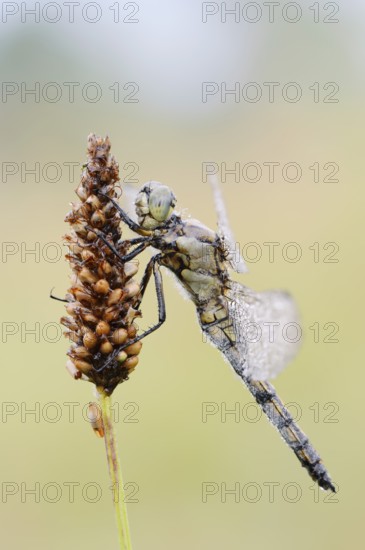 Black-tailed Skimmer (Orthetrum cancellatum), female with dewdrops, North Rhine-Westphalia, Germany