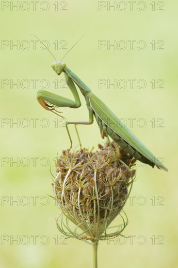 European mantis (Mantis religiosa), male, Haut-Rhin, Alsace, France