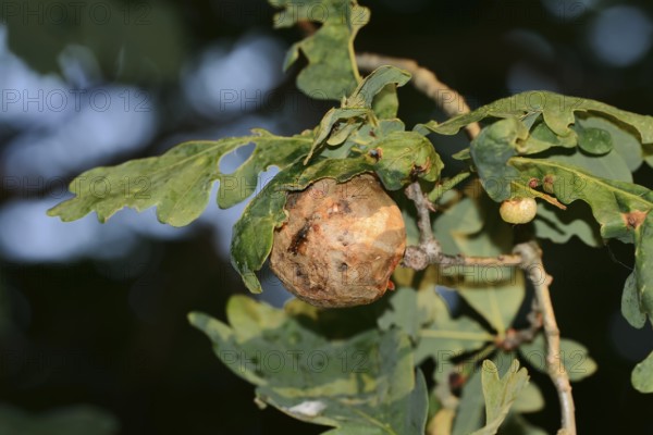 Oak sponge gall wasp (Biorhiza pallida), gall on an oak branch, North Rhine-Westphalia, Germany