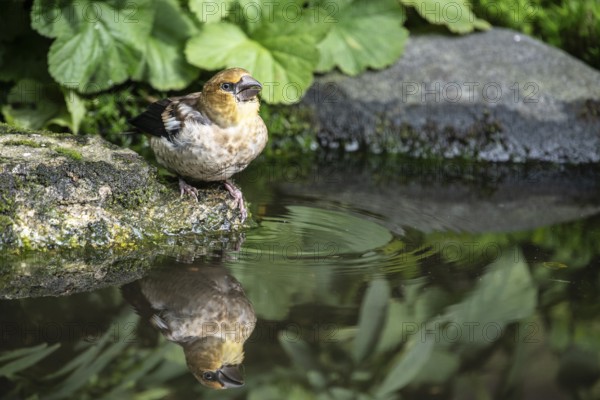 Hawfinch (Coccothraustes coccothraustes), Emsland, Lower Saxony, Germany
