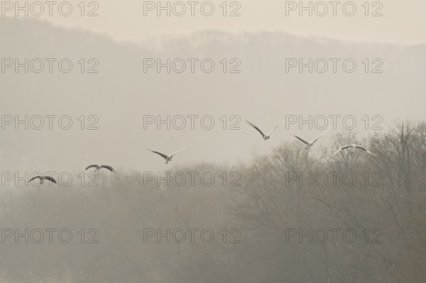 Manchurian cranes (Grus japonensis), in flight, Tsurui, Akan district, Hokkaido, Japan
