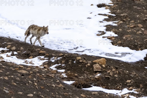 Tibetan wolf (Canis lupus chanco), snow, Himalayas, Spitital, Kaza, Himachal Pradesh, India