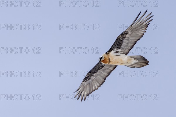 Bearded Vulture (Gypaetus barbatus), flying, Himalayas, Spitital, Kaza, Himachal Pradesh, India