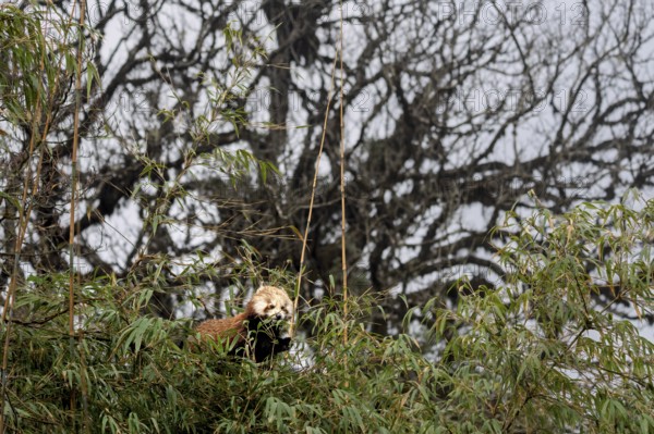 Western Red panda (Ailurus fulgens), feeding on bamboo, Singalila National Park, Gairibas, Jamuna, Koshi Province, Nepal