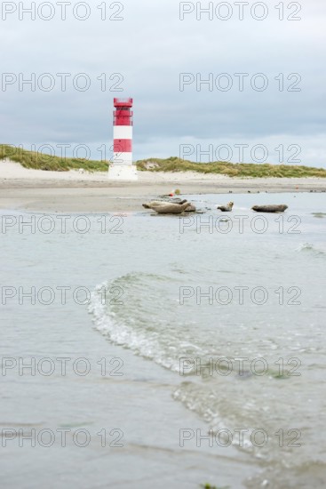 Several harbour seals (Phoca vitulina), seals, group, resting at low tide at the edge of the water, shore, sandy beach in front of the red and white striped lighthouse Helgoland Düne (rear light), small waves wash on the deserted, bright beach, calm sea in the evening, in the background white dunes, sand dunes with vegetation, little surf, overcast sky, nobody, maritime landscape, serenity, relaxation, island dune, Helgoland, Schleswig-Holstein, North Sea, Germany