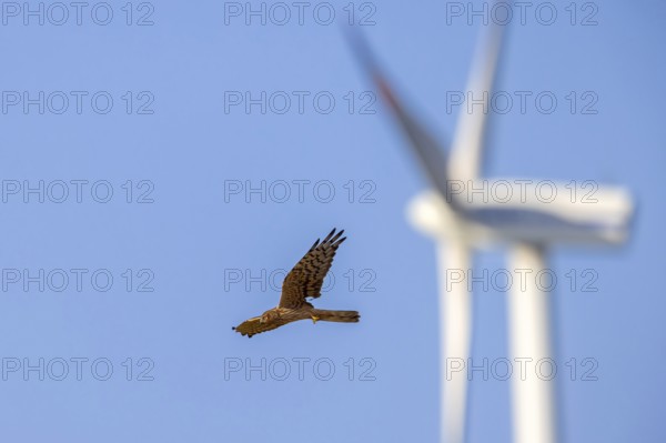Montagu's harrier (Circus pygargus) migrating female flying past turning blades of windmill, wind turbine at wind farm
