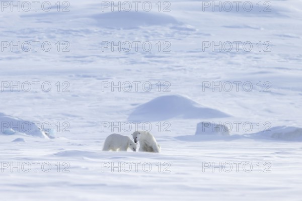 Female polar bear (Ursus maritimus) foraging with one cub on snow plain along the Svalbard coast in spring, Spitsbergen, Norway