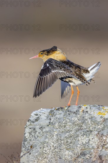 Ruff (Calidris pugnax) territorial male in breeding plumage displaying by flapping wings during courtship display at lek in spring, Scandinavia