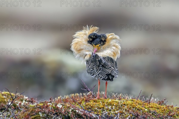 Ruff (Calidris pugnax) territorial male in breeding plumage at lek in spring, Scandinavia