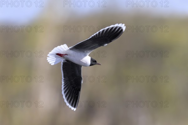 Little gull (Hydrocoloeus minutus, Larus minutus) adult in breeding plumage, summer plumage flying over pond in spring