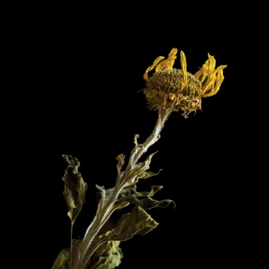 Dried sunflower reveals intricate details against dark background highlighting beauty of decay