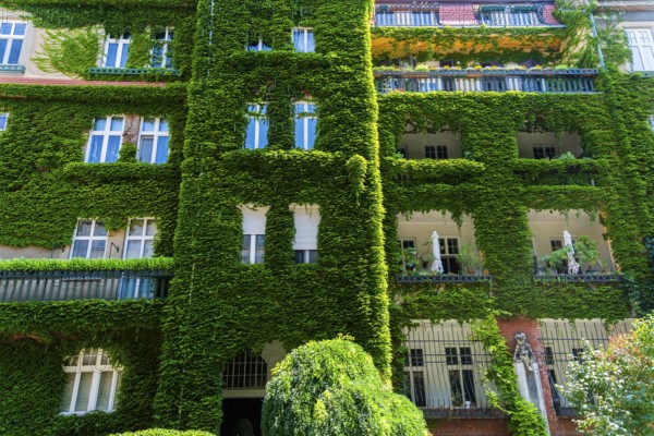 An ivy-covered façade of an apartment block in Bratislava, Slovakia