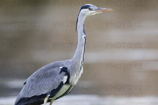 Grey heron (Ardea cinerea) Germany