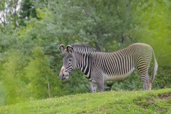 A Grévy's zebra (Equus grevyi) stands in a green meadow. Botswana