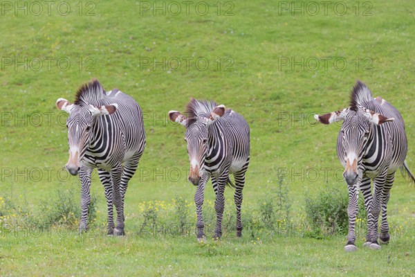 Three Grévy's zebras (Equus grevyi) grazing in a green meadow. Botswana