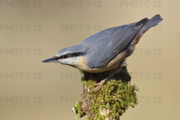Nuthatch (Sitta europaea), sitting on a tree root covered with moss, Wilnsdorf, North Rhine-Westphalia, Germany
