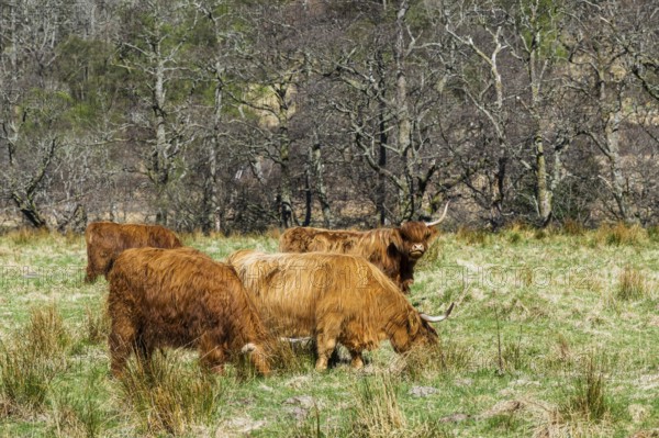 Highland Cattle, Scottish breed of rustic cattle, Highland, Scotland, UK