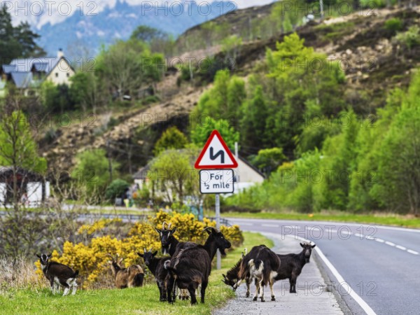 Goats over Invershiel, Loch Duich, Scotland, UK
