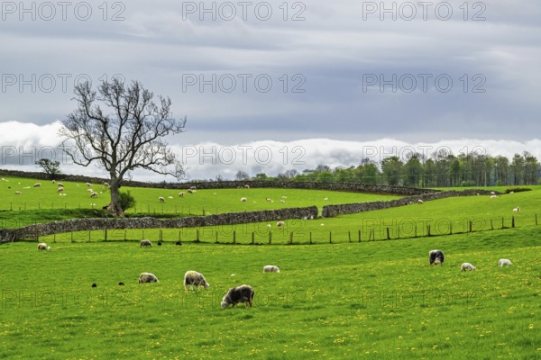 Farms, Pooley Bridge, Ullswater Lake, Lake District National Park, Cumbria, England, United Kingdom