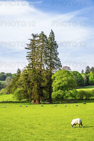 Farms in Lake District National Park, Cumbria, England, United Kingdom