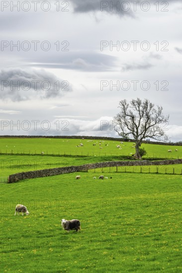 Farms, Pooley Bridge, Ullswater Lake, Lake District National Park, Cumbria, England, United Kingdom