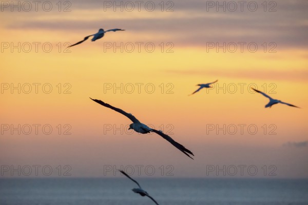 Several gannets (Morus bassanus) (synonym: Sula bassana) flying, soaring elegantly with outstretched wings, hovering in a peaceful dusk over the blue sea, horizon, silhouettes, orange and golden dusk, calm waters of the North Sea, while the sky glows in pastel colours at sunset, Lummenfelsen, North Sea island of Helgoland, Schleswig-Holstein, Germany