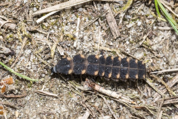 Common glow-worm (Lampyris noctiluca), female crawls, creeps, during the day over sandy, dry, barren soil with plant remains, bioluminescence, natural spectacle, inconspicuous, strange, ugly, Lüneburg Heath, Lower Saxony, Germany