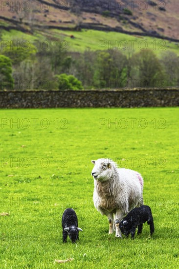 Sheep and farm in Lake District National Park, Coniston Water, Cumbria, England, United Kingdom