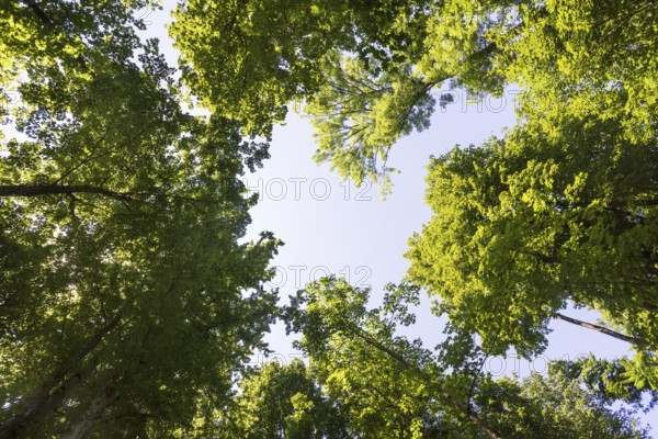 Deciduous forest, deciduous trees, frog perspective, summer, place of pilgrimage, Altötting, Upper Bavaria, Bavaria, Germany