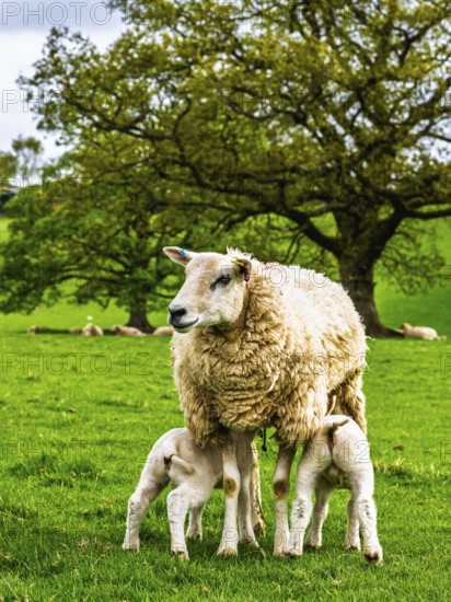 Sheeps, Pooley Bridge, Ullswater Lake, Lake District National Park, Cumbria, England, United Kingdom