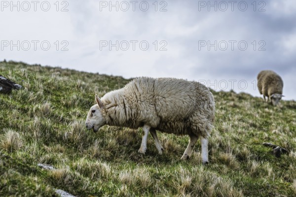 Sheeps on farms over Neist Point Lighthouse, Isle of Skye, Scotland, UK