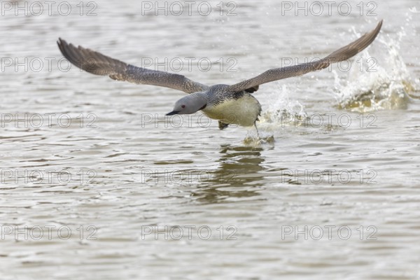 Red-throated diver (Gavia stellata) taking off on the water, Aventdalen, Longyearbyen, Spitsbergen, Svalbard