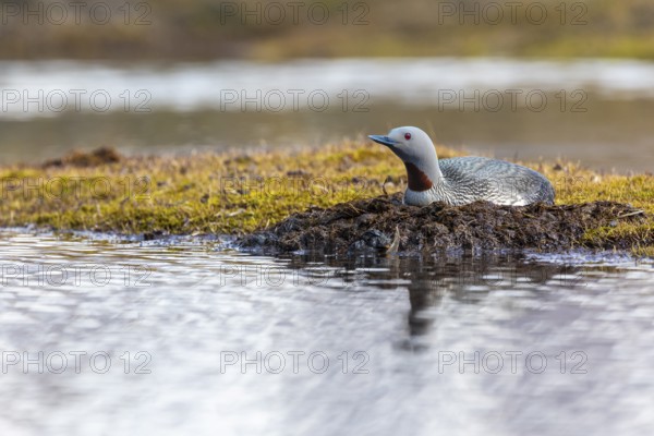 Red-throated diver (Gavia stellata) breeding on the nest, Aventdalen, Longyearbyen, Spitsbergen, Svalbard