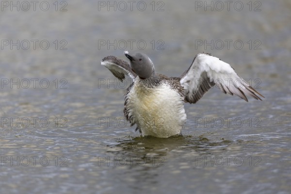 Red-throated diver (Gavia stellata) Feather care on the water, Aventdalen, Longyearbyen, Spitsbergen, Svalbard