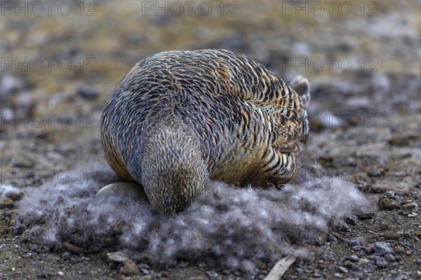 Eider duck (Somateria mollissima), hen brooding on the nest, duck birds (Anatidae), Aventdalen, Longyearbyen, Spitsbergen, Svalbard