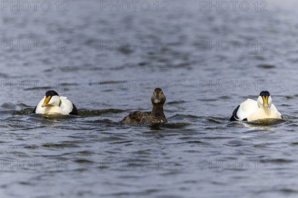Eider duck (Somateria mollissima), hen with drake during mating behaviour, duck birds (Anatidae), Aventdalen, Longyearbyen, Spitsbergen, Svalbard