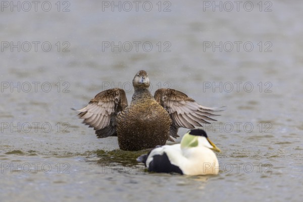 Eider duck (Somateria mollissima), hen grooming her feathers, duck birds (Anatidae), Aventdalen, Longyearbyen, Spitsbergen, Svalbard