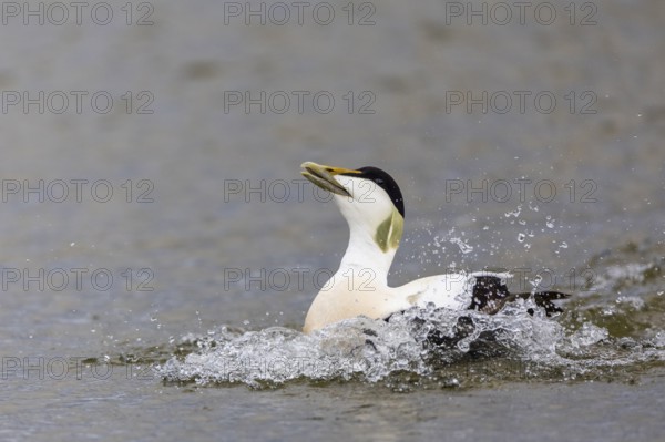 Common Eider (Somateria mollissima), drake on the water, duck birds (Anatidae), Aventdalen, Longyearbyen, Spitsbergen, Svalbard