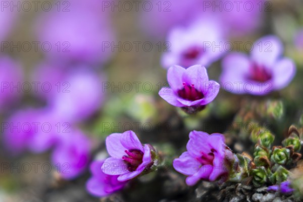 Red saxifrage (Saxifraga oppositifolia), saxifrage family (Saxifragaceae), Jotunkjeldene, Spitsbergen, Svalbard
