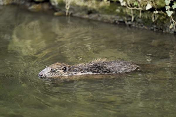 Eurasian beaver, European beaver (Castor fibre), swimming in a stream, Canton Zug, Switzerland