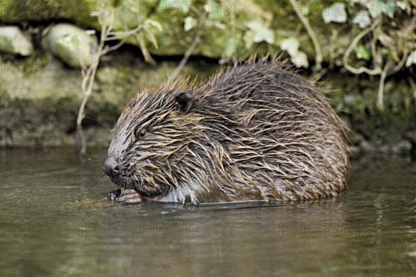 Eurasian beaver, European beaver (Castor fibre), eating grass in the water, Canton Zug, Switzerland