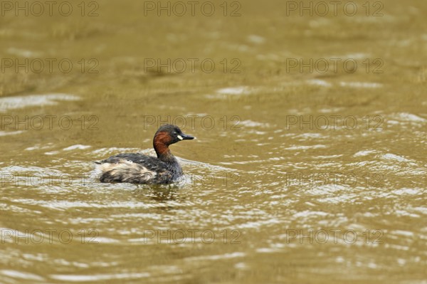 Red-breasted merganser (Mergellus albellus), adult swimming, Flachsee nature reserve, Canton Aargau, Switzerland