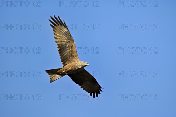 Black Kite (Milvus migrans), in flight, lower view, Flachsee nature reserve, Freiamt, Canton Aargau, Switzerland