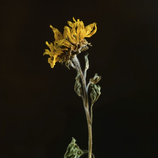 A dried sunflower stands elegantly with its withered petals and textured stem, capturing the beauty of decay against a stark black backdrop. The contrast highlights its unique features