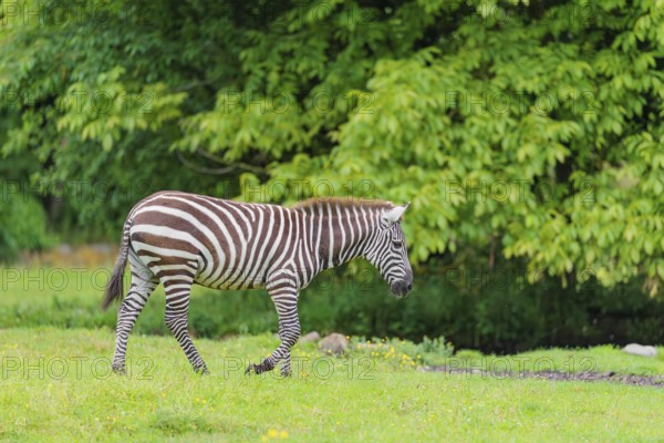 A Grant's zebra (Equus quagga boehmi) stands in a green meadow. Kenya