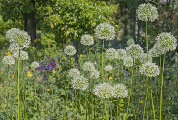 Allium blossom in the district educational garden, Burgsteinfurt, Münsterland, North Rhine-Westphalia, Germany