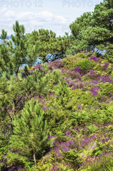 Heather on Brownsea Island, Poole, Dorset, England, United Kingdom